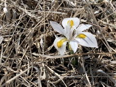 Irideae