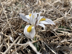 Irideae