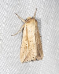 Mythimna decisissima