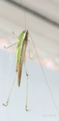 Anisoptera