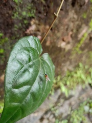 Tabanomorpha