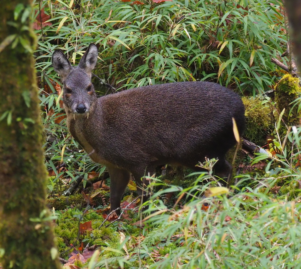 chinese-forest-musk-deer-in-october-2018-by-phil-benstead-inaturalist