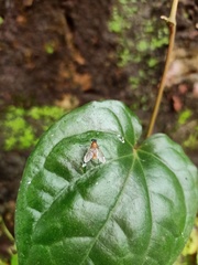 Tabanomorpha