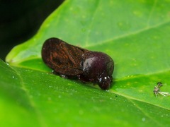 Ectemnonotum nigra