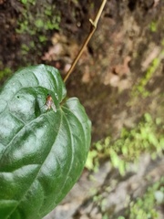 Tabanomorpha