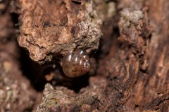 Kaliella scandens