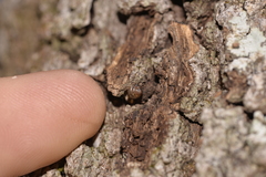 Kaliella scandens