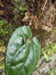 Tabanomorpha