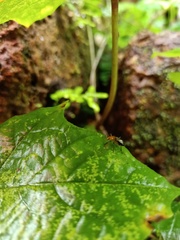Coleoptera