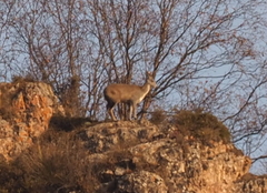 Moschus chrysogaster