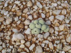 Conophytum calculus calculus