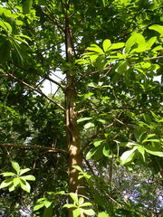 Alstonia scholaris