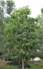 Alstonia scholaris