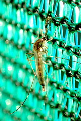 Aedes camptorhynchus