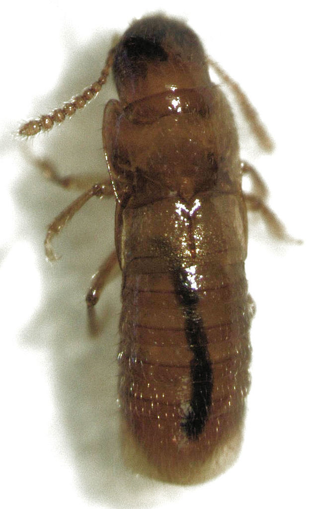 Paratorchus