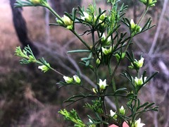 Cyanothamnus occidentalis