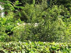 Spiraea schinabeckii