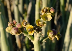 Euphorbia dregeana