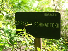 Spiraea schinabeckii