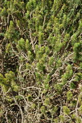 Aspalathus alopecurus