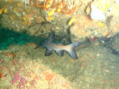 Galeichthys trowi