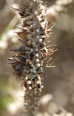 Aspalathus alopecurus