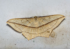 Timandra correspondens