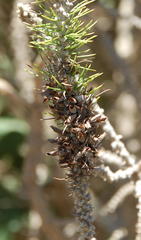 Aspalathus alopecurus