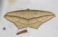 Timandra correspondens