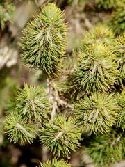 Aspalathus alopecurus