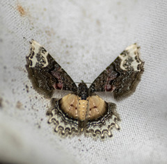 Macrohastina gemmifera