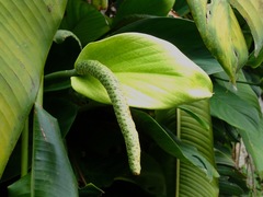 Spathiphyllum wallisii