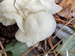 Marasmius niveus