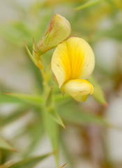 Aspalathus alpestris