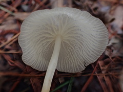 Marasmius niveus