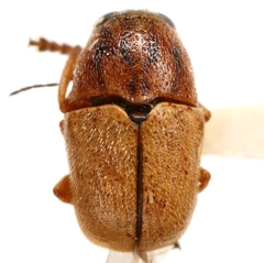Pachybrachis marmoratus