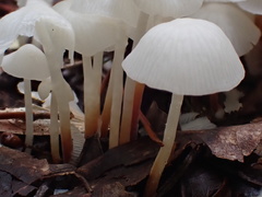 Marasmius niveus