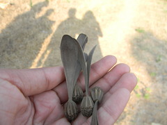 Gyrocarpus americanus