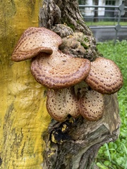 Cerioporus squamosus