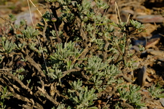 Euryops dregeanus