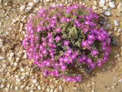 Drosanthemum