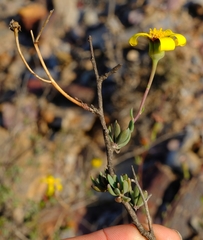 Othonna coronopifolia