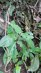 Tricyrtis lasiocarpa