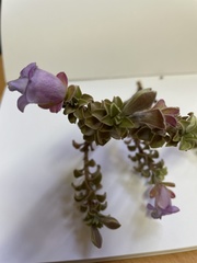 Eremophila rotundifolia