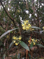Tasmannia
