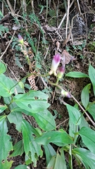 Tricyrtis lasiocarpa