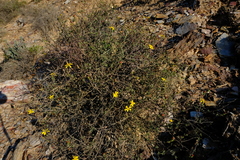 Othonna coronopifolia