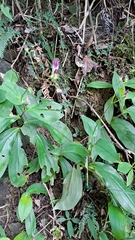 Tricyrtis lasiocarpa