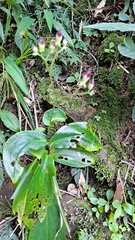 Tricyrtis lasiocarpa