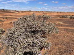 Eremophila rotundifolia